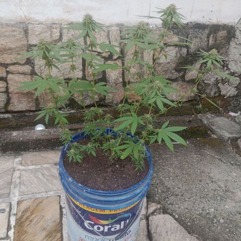 Judite growlog timeline photo