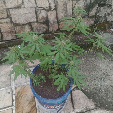 Judite growlog timeline photo