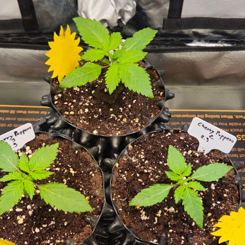 Cherry Poppers 1.1-3 growlog timeline photo