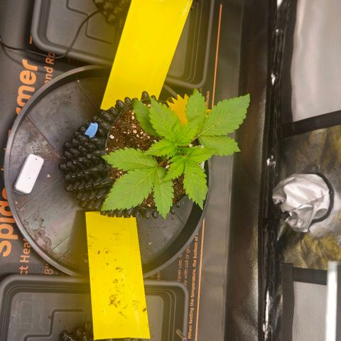 Cherry Poppers 1.1-3 growlog timeline photo