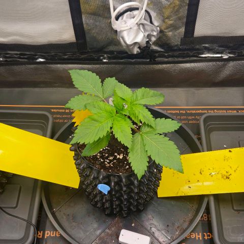 Cherry Poppers 1.1-3 growlog timeline photo