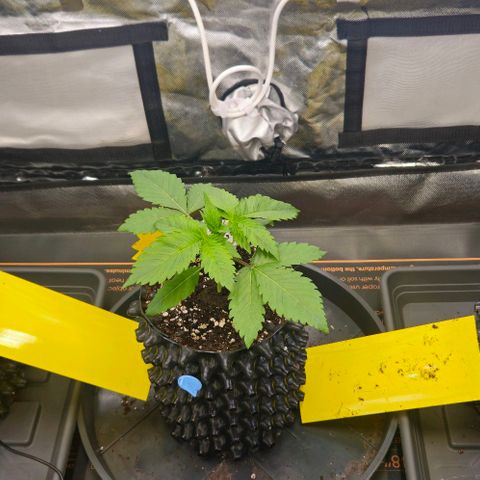 Cherry Poppers 1.1-3 growlog timeline photo