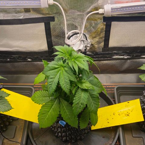 Cherry Poppers 1.1-3 growlog timeline photo