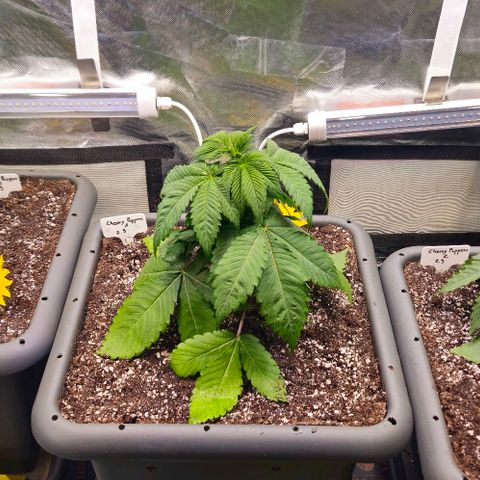 Cherry Poppers 1.1-3 growlog timeline photo