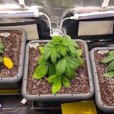 Cherry Poppers 1.1-3 growlog timeline photo