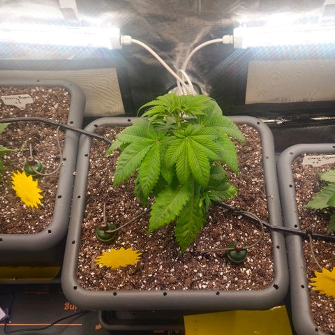 Cherry Poppers 1.1-3 growlog timeline photo