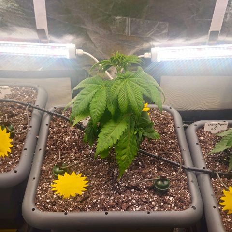 Cherry Poppers 1.1-3 growlog timeline photo