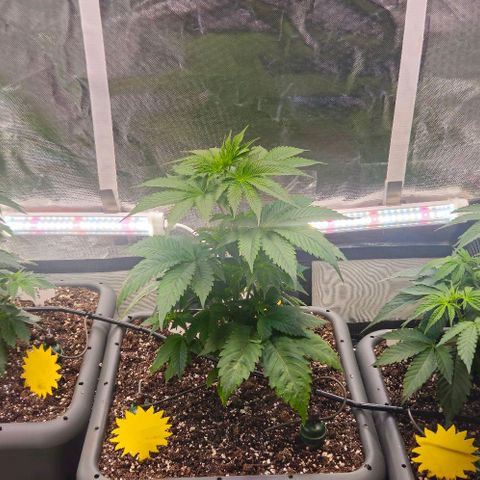Cherry Poppers 1.1-3 growlog timeline photo