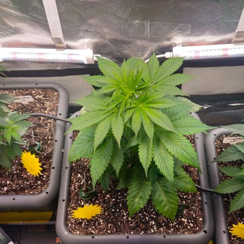 Cherry Poppers 1.1-3 growlog timeline photo