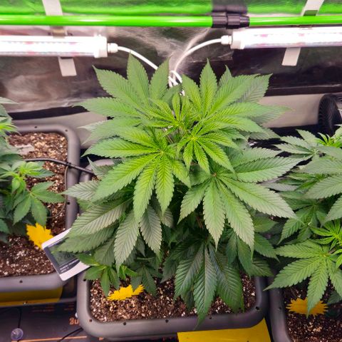 Cherry Poppers 1.1-3 growlog timeline photo