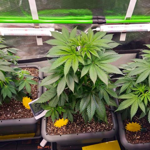 Cherry Poppers 1.1-3 growlog timeline photo