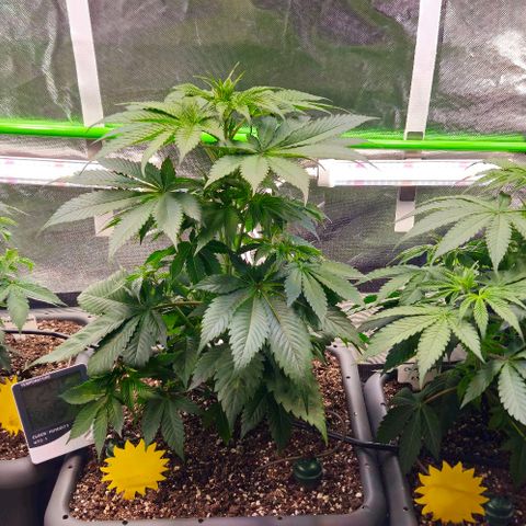 Cherry Poppers 1.1-3 growlog timeline photo
