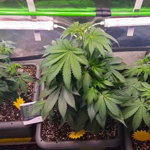Cherry Poppers 1.1-3 growlog timeline photo