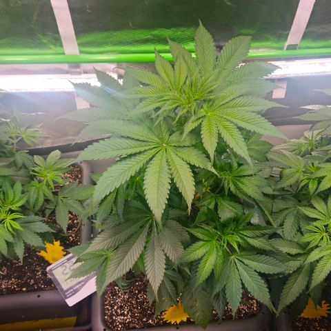 Cherry Poppers 1.1-3 growlog timeline photo