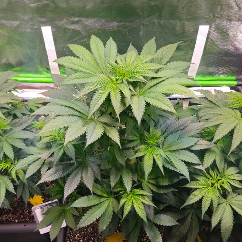 Cherry Poppers 1.1-3 growlog timeline photo