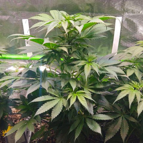 Cherry Poppers 1.1-3 growlog timeline photo