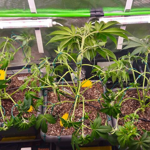 Cherry Poppers 1.1-3 growlog timeline photo