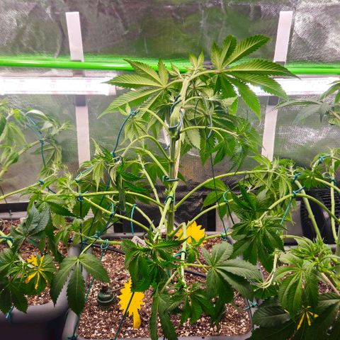 Cherry Poppers 1.1-3 growlog timeline photo