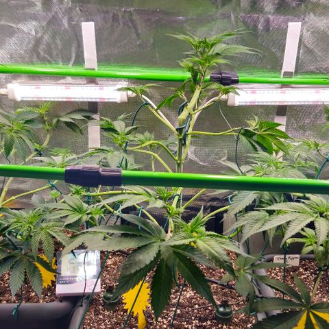 Cherry Poppers 1.1-3 growlog timeline photo