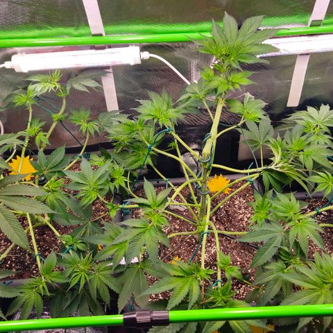 Cherry Poppers 1.1-3 growlog timeline photo