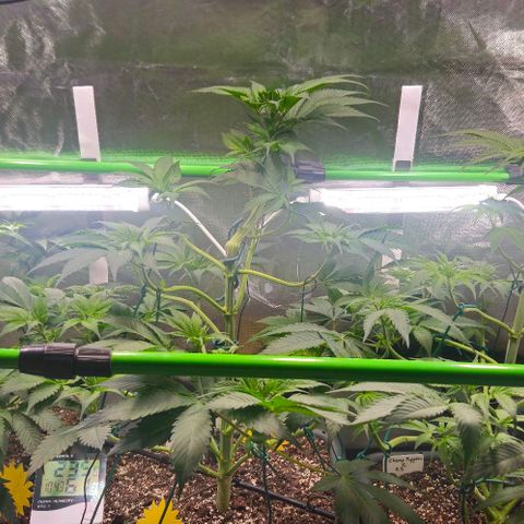 Cherry Poppers 1.1-3 growlog timeline photo