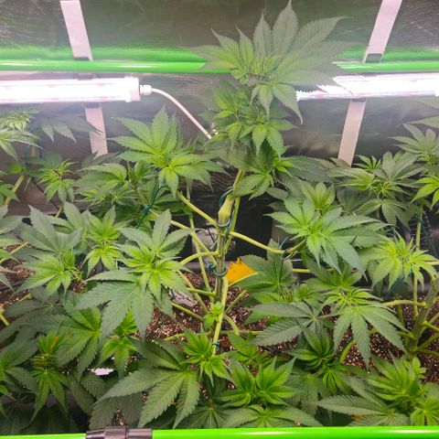 Cherry Poppers 1.1-3 growlog timeline photo