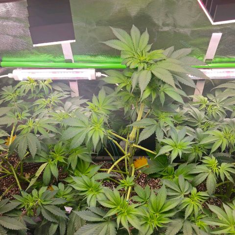 Cherry Poppers 1.1-3 growlog timeline photo