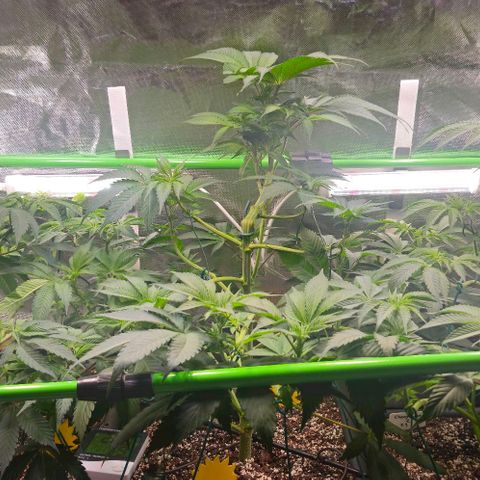 Cherry Poppers 1.1-3 growlog timeline photo