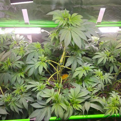 Cherry Poppers 1.1-3 growlog timeline photo