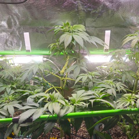 Cherry Poppers 1.1-3 growlog timeline photo