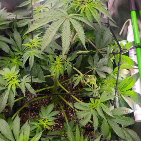 Cherry Poppers 1.1-3 growlog timeline photo