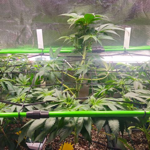 Cherry Poppers 1.1-3 growlog timeline photo