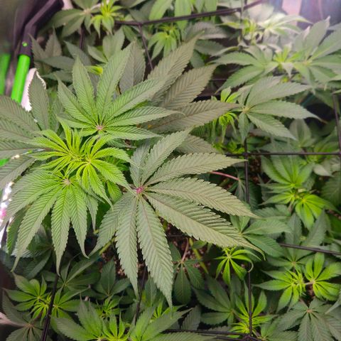 Cherry Poppers 1.1-3 growlog timeline photo