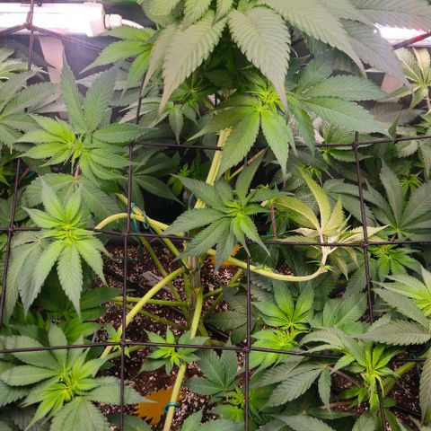 Cherry Poppers 1.1-3 growlog timeline photo