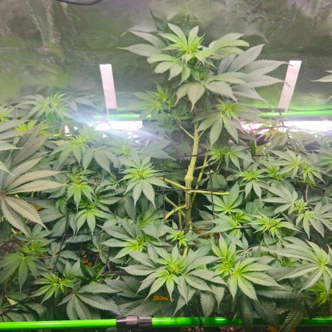 Cherry Poppers 1.1-3 growlog timeline photo