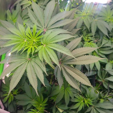 Cherry Poppers 1.1-3 growlog timeline photo