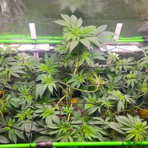 Cherry Poppers 1.1-3 growlog timeline photo