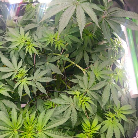 Cherry Poppers 1.1-3 growlog timeline photo