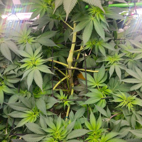 Cherry Poppers 1.1-3 growlog timeline photo