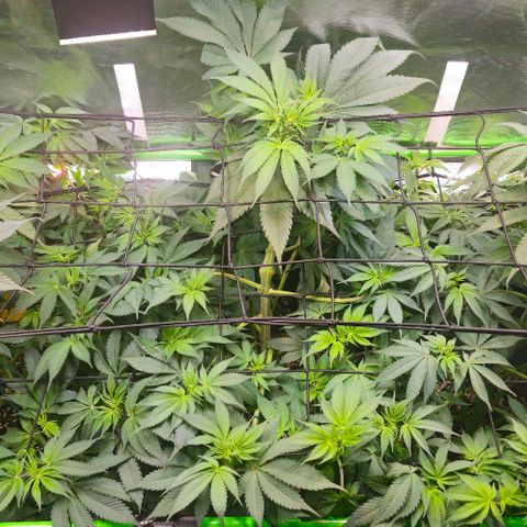 Cherry Poppers 1.1-3 growlog timeline photo