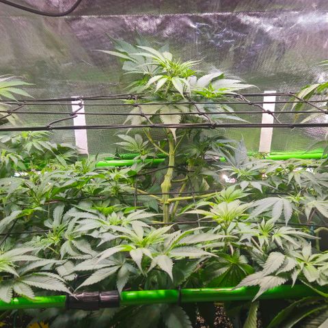 Cherry Poppers 1.1-3 growlog timeline photo