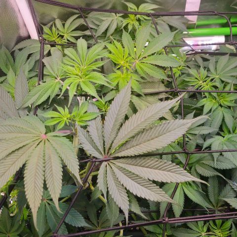 Cherry Poppers 1.1-3 growlog timeline photo