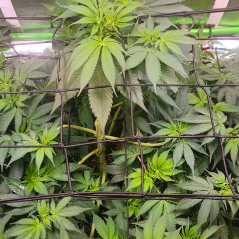 Cherry Poppers 1.1-3 growlog timeline photo