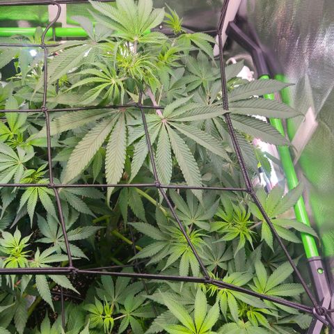 Cherry Poppers 1.1-3 growlog timeline photo