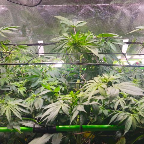 Cherry Poppers 1.1-3 growlog timeline photo