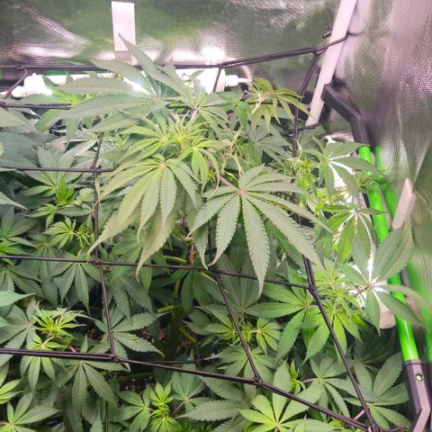 Cherry Poppers 1.1-3 growlog timeline photo
