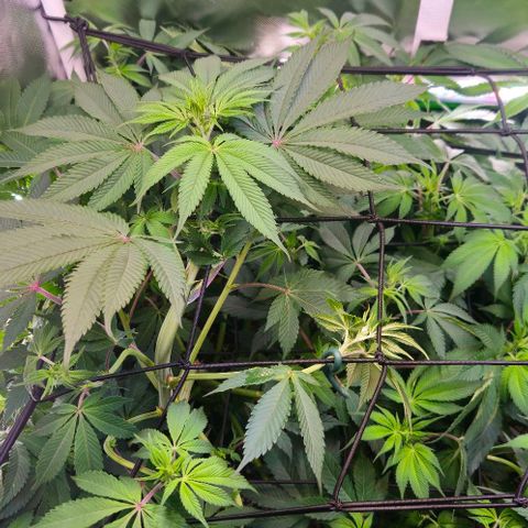 Cherry Poppers 1.1-3 growlog timeline photo