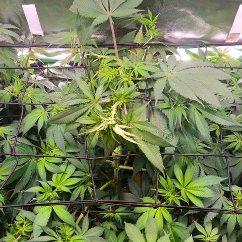 Cherry Poppers 1.1-3 growlog timeline photo