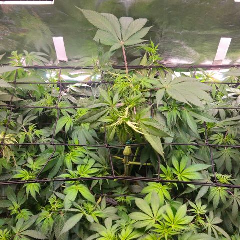 Cherry Poppers 1.1-3 growlog timeline photo
