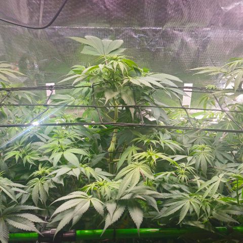 Cherry Poppers 1.1-3 growlog timeline photo